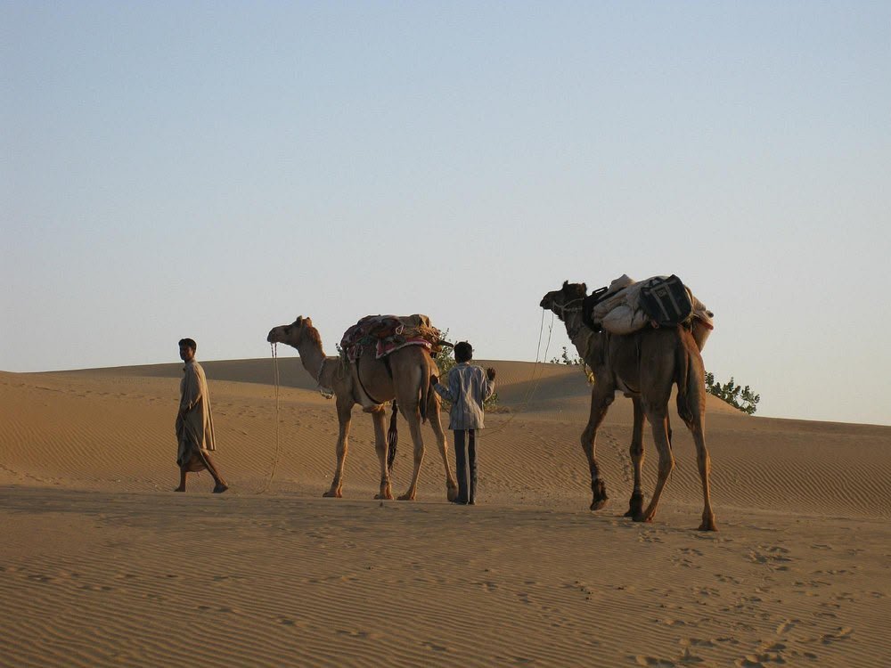 Camel safari in the evening dunes